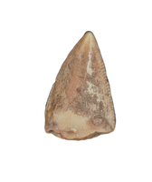 Phytosaur Tooth, Chinle Formation