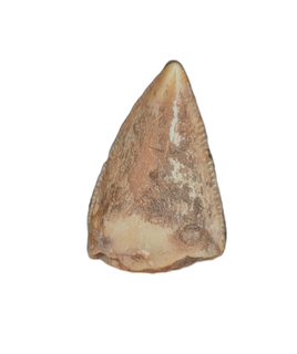 Phytosaur Tooth, Chinle Formation