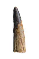 Huge Spinosaurus Tooth