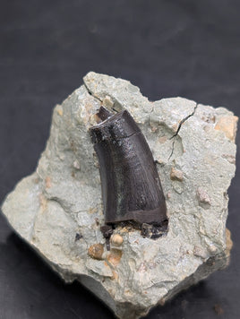 Theropod Dinosaur Tooth, El Mers Formation