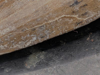 Suchomimus/Cristatusaurus Tooth with Visible Serrations