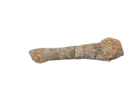 Theropod Dinosaur Metacarpal, Kem Kem