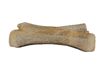 Dakotaraptor/Acheroraptor Caudal(Tail) Vertebra