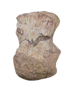 Phytosaur Toe