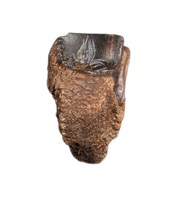 Triceratops Tooth
