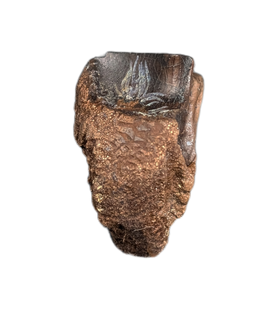 Triceratops Tooth