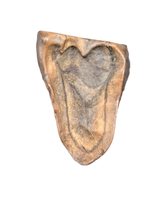 Leptoceratops Tooth from the Hell Creek Formation