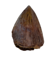 Phytosaur Tooth, Bull Canyon Formation