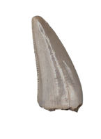 Postosuchus (Rauisuchid) Tooth, Chinle Formation