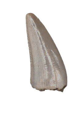Postosuchus (Rauisuchid) Tooth, Chinle Formation