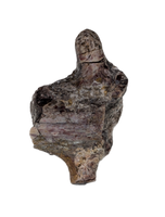 Edaphosaurus Sail Section, Permian
