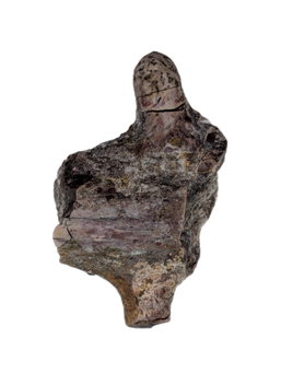 Edaphosaurus Sail Section, Permian