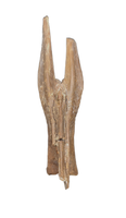 Large Ornithomimid Caudal (tail) Vertebrae