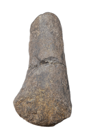 Sauropod Metratarsal