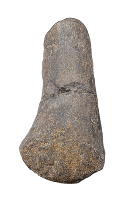 Sauropod Metratarsal