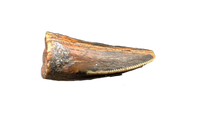 Unknown Theropod Tooth, Bissekty Formation, Uzbekistan
