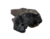 Mammal Tooth(Molar), Hell Creek Formation