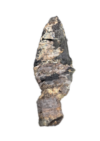 Sauropod Dinosaur Tooth, El Mers Formation