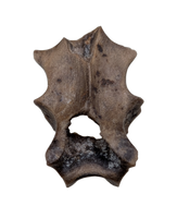 Mammal? Vertebra, Judith River Formation