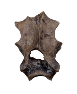 Mammal? Vertebra, Judith River Formation