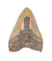 Megalodon Tooth
