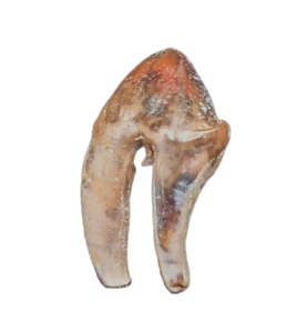 Unique Mammal Tooth, Hell Creek Formation
