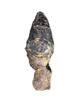 Sauropod Dinosaur Tooth, El Mers Formation