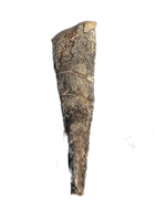 Large Spicomellus (Ankylosaur) Spike, El Mers Formation