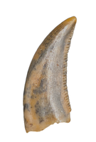Actual Dromaeosaur (Raptor) Tooth From Kem Kem