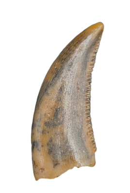 Actual Dromaeosaur (Raptor) Tooth From Kem Kem