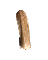 Nanotyrannus Pre Max Tooth