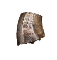 Acheroraptor Tooth from the Hell Creek Formation