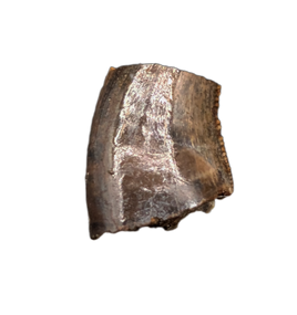 Acheroraptor Tooth from the Hell Creek Formation