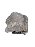 Camarasaurus Tooth Fragment from the Morrison Formation