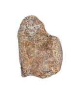 Mosasaur Vertebra, Cretaceous of Texas