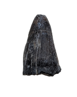 Deinosuchus (Crocodile) Tooth from Texas