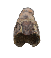 Pterosaur Azhdarchidae (Infernodrakon?) Vertebra