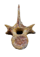 Theropod Dinosaur Vertebra, Kem Kem
