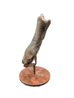 Hypacrosaurus Metatarsal, Two Medicine Formation