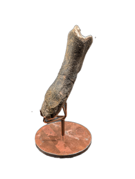 Hypacrosaurus Metatarsal, Two Medicine Formation