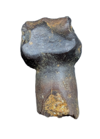 Rooted Ankylosaurus Tooth