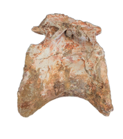 Huge Spinosaurus Tail Vertebra