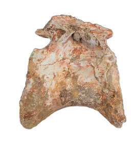 Huge Spinosaurus Tail Vertebra