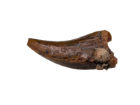 Noasaurid Pre Maxilla Tooth, Kem Kem