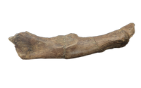 Thescelosaurus Femur
