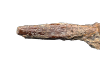 Diplodocid (Sauropod) Tooth, El Mers Formation