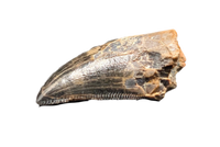 Tyrannosaur (Teratophoneus?) Tooth from the Upper Aguja Formation.