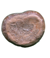 Globidens (Mosasaur) Tooth