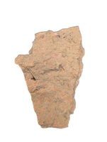 Triceratops Frill Section