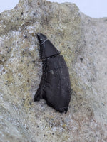 Theropod Tooth,  Morrison Formation